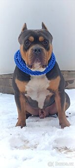 American Bully XL - 2