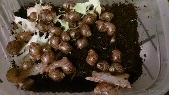 Achatina immaculata, achatina reticulata - 2