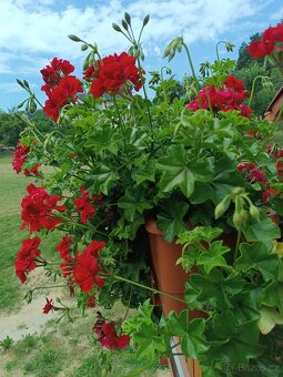 Pelargonie převislé červené - 2