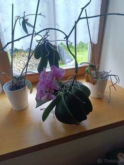 Orchideje v keramických květináčích - 2