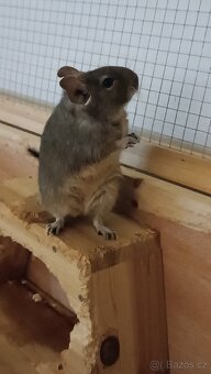Daruji Osmáky Degu - 2