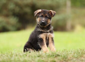 Německý ovčák - pejsek s PP typ Rex - 2