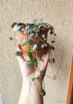 Ceropegia woodii – Svícník srdcovka - 2