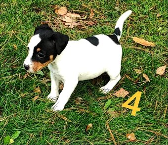 Jack Russel terier, kouzelné trikolor fenečky - 2