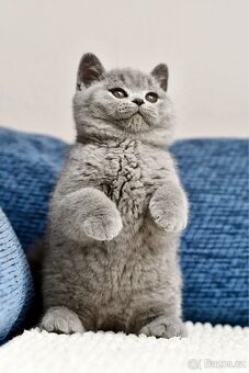 Britská modrá koťátka s PP - PRODANÍ - 2