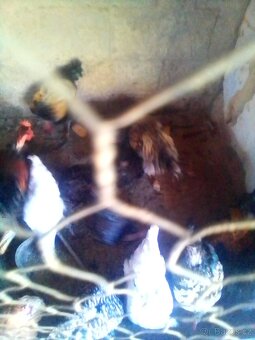 Vyřazené slepice + kohouti= packet. - 2