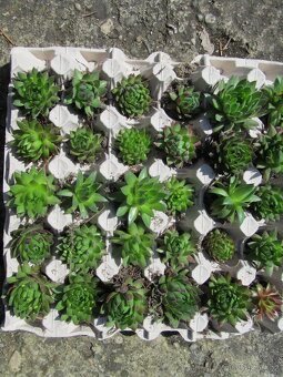 Netřesky na střechu, skalku, zídku - 2