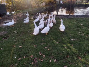 Kachna pižmová - 2