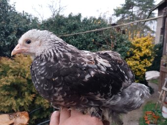 Brahmánka velká - 2