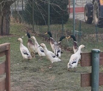 Indický běžec - 2