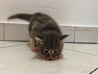 Mainská mývalí koťátka - 2