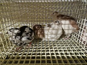 Křepelky japonské - 2