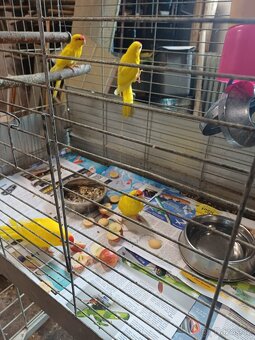 Papoušci Kakariki - 2