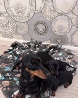 Trpasličí jezevčík - 2