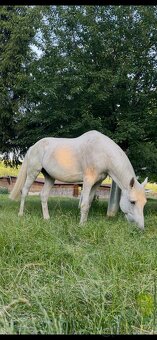 Šimla belgického teplokrevníka - 2