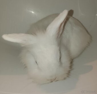 Zakrslý králíček bez PP sameček Billie - 2