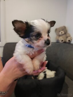 Jorkšírský teriér biewer - 2