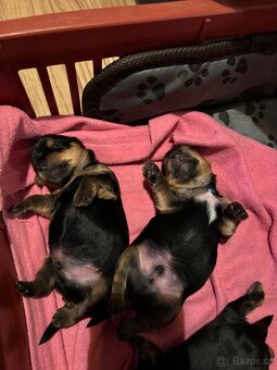 Jorkšírský teriér štěňátka s PP - 2