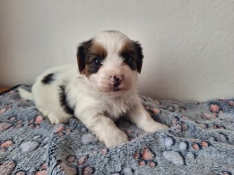 Biewer jorkšírský teriér pejsek - 2