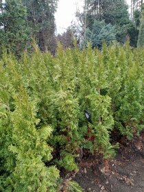 Túje 180cm až 220cm - 2