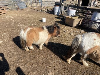 Shetlandsky minipony - 2