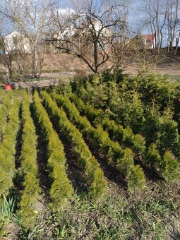 thuje smaragd na živý plot - 2