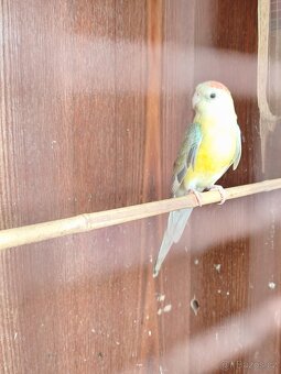 Papoušek zpěvavý - 2