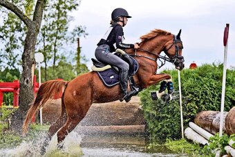 Sportovní pony klisna - 2