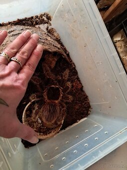 L. Parahybana 0.1 adult - 2