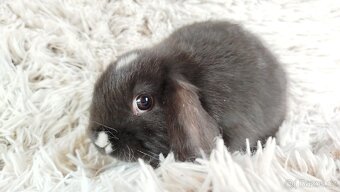 Zakrslý beránek, králíček, králík - DENIS - 2