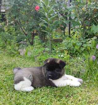Americká Akita - American Akita - 2