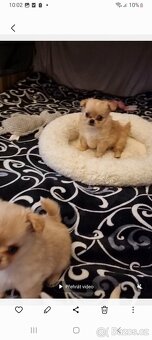 Čivava štěňátka - 2