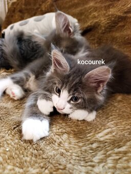 Mainská mývalí kočka - koťata bez PP - 2