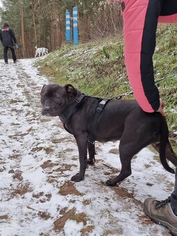 GORA K ADOPCI - něžné plaché zlatíčko - 2