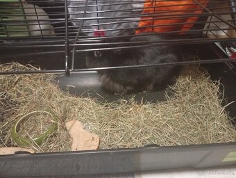 Králík jménem Kulička - 2