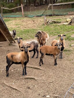 Prodám ovečku a beránka - 2