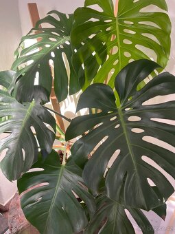 Monstera deliciosa - 2