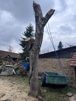 Ořech kmen - 2