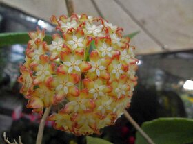 Různé rostliny rodu Hoya (Voskovka) - 2