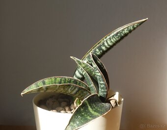 Tchynin jazyk, Sansevieria fischeri - 2