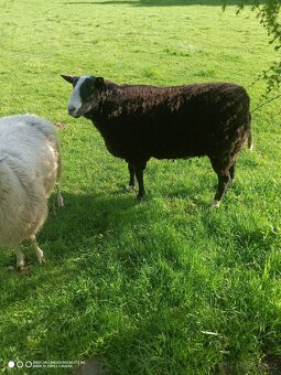 Beran zwartbles - 2