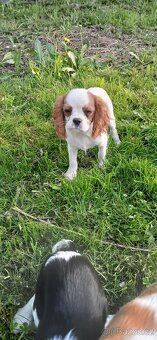 Kavalír King Charles Španěl - 2
