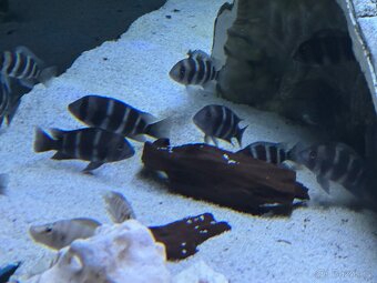 Frontosa Burundi - 2