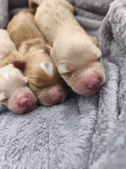 Maltipoo - 2