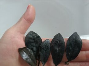 Zamioculcas Black raven 4+1 zdarma - 2
