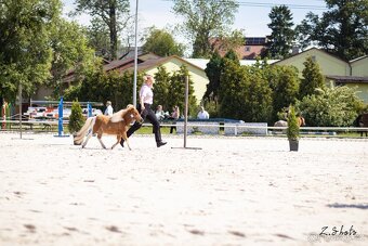 Klisna minishetland pony - 2