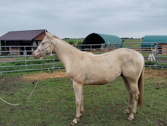 Quarter horse - 2