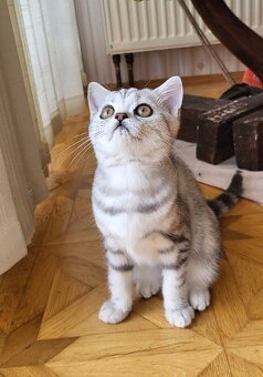 Britská kočička WHISKAS - 2