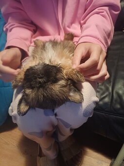 Shih-tzu - 2