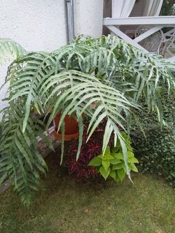 Zlaté kapradí -tečkovka zlatá - 2